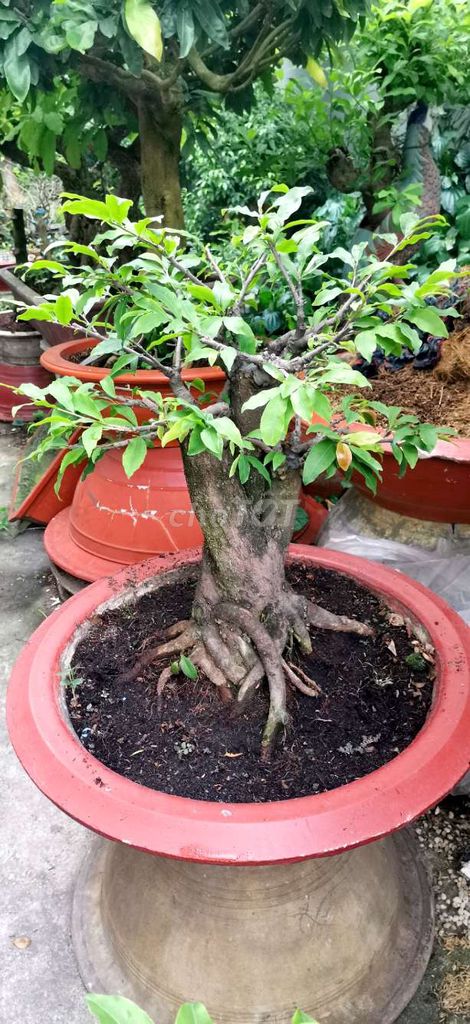 Cây cảnh Tứ quý bonsai 75cm hoành 42cm chậu 60cm. Mua bán Cây cảnh, đồ trang trí tại Huyện Hóc Môn Tp Hồ Chí Minh được đăng bởi Tạ Thị Tươi hình 1