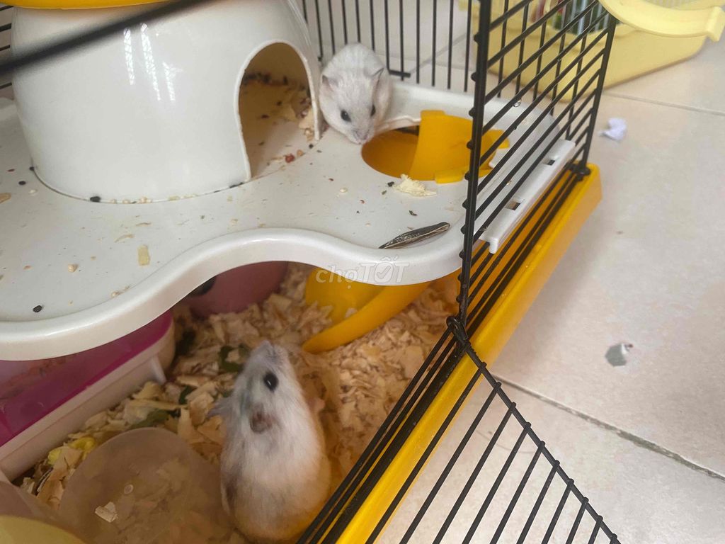 Chuột Hamster. Mua bán Thú cưng khác tại Quận 12 Tp Hồ Chí Minh được đăng bởi Hùng hình 1