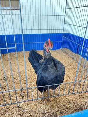 Gà trống Serama. Mua bán Gà tại Quận Tân Bình Tp Hồ Chí Minh được đăng bởi Minh Quân Serama