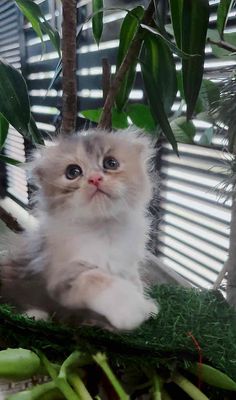 Mèo ALD tai cụp tam thể. Mua bán Mèo tại Huyện Hóc Môn Tp Hồ Chí Minh được đăng bởi SOLY HOME