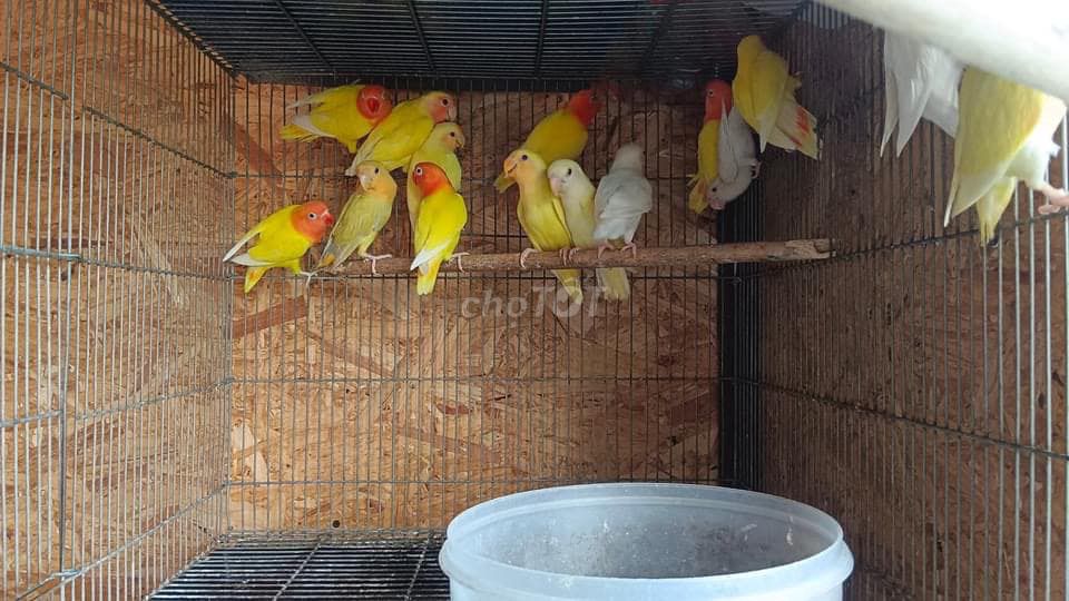 Vẹt lovebird tphcm