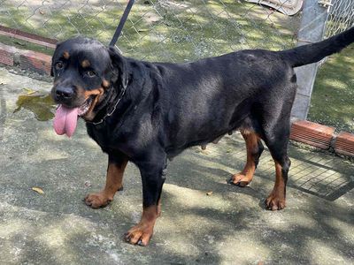 Chó Rottweiler cái trưởng thành chuẩn bị lên giống