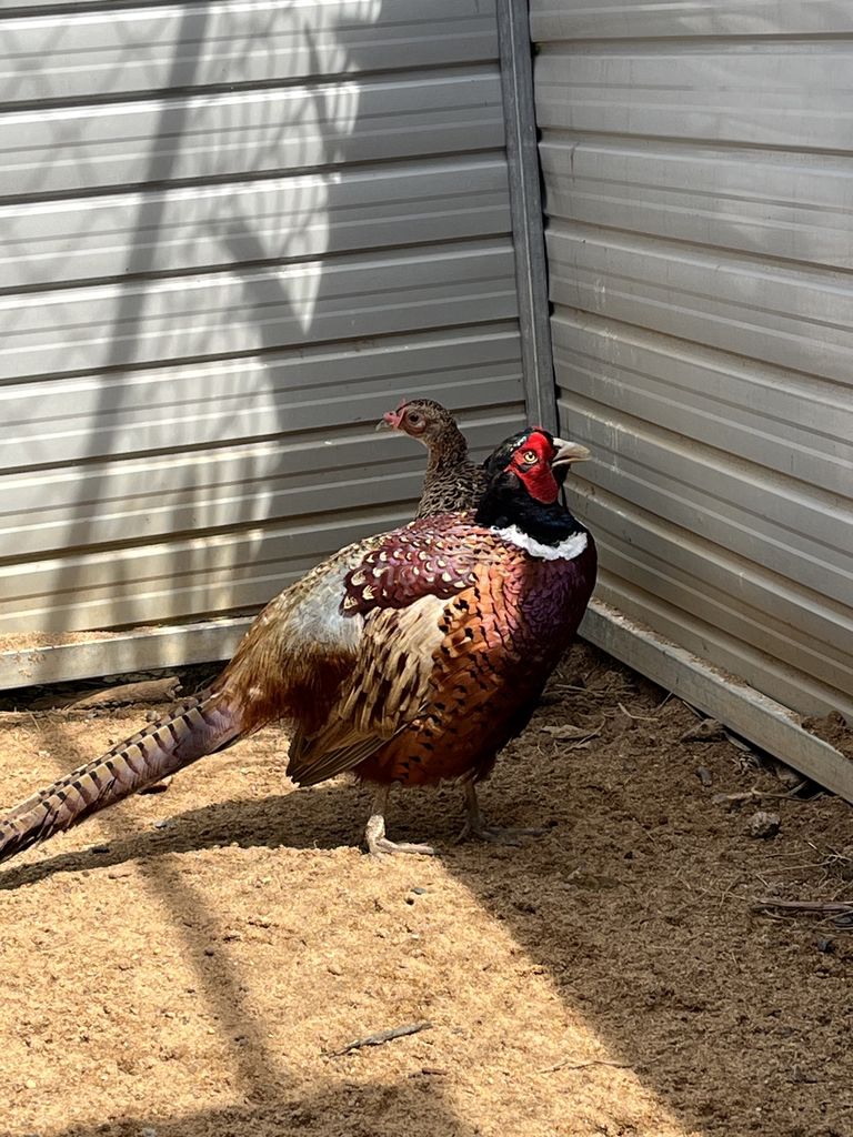 Chim trĩ đỏ/xanh cảnh, thương phẩm, aviary.