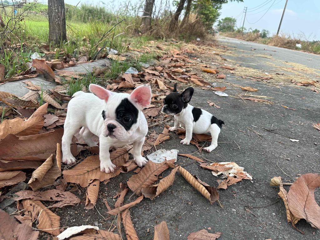 frenchbulldog - bull pháp bò sữa