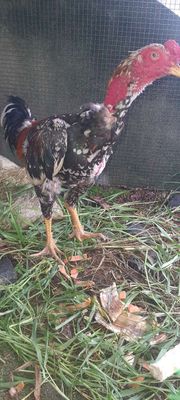 Gà đòn tơ quảng ngãi 3kg1. Mua bán Gà tại Huyện Hóc Môn Tp Hồ Chí Minh được đăng bởi Nguyễn hữu sáu