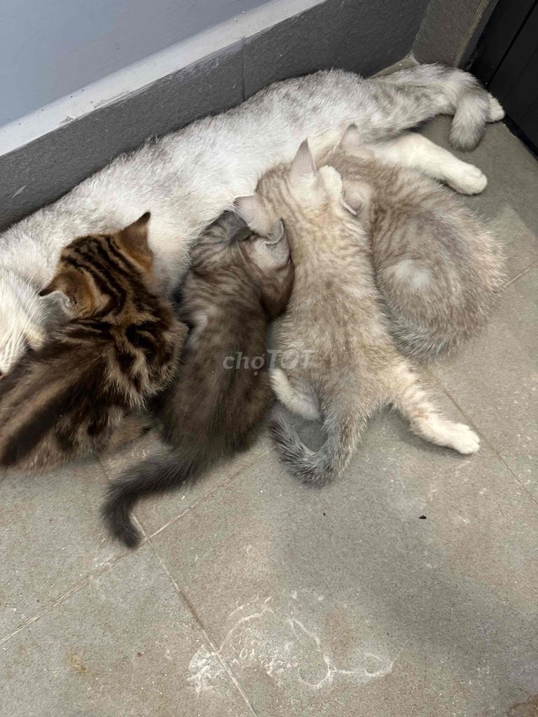 Mèo Anh lông ngắn 2 tháng tuổi nhà nuôi. Mua bán Mèo tại Thành phố Thủ Đức Tp Hồ Chí Minh được đăng bởi Vũ Thiên Ân hình 1