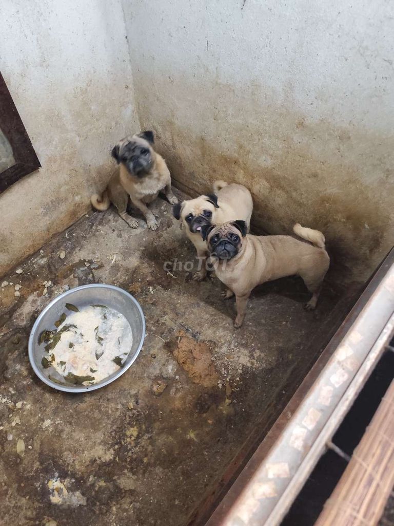 Pug cái. Mua bán Chó tại Huyện Củ Chi Tp Hồ Chí Minh được đăng bởi Nguyễn Hoàng Gia Hân hình 1