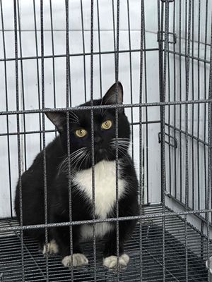 ALN chân lùn màu đen. Mua bán Mèo tại Thị xã Bến Cát Bình Dương được đăng bởi Hoang