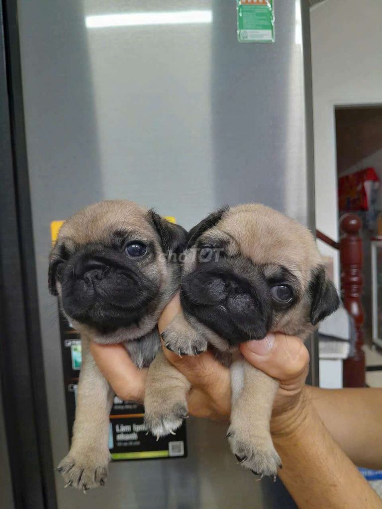 PUG CHÂN LÙN MẶT XỆ THUẦN CHỦNG. Mua bán Chó tại Thành phố Thủ Đức Tp Hồ Chí Minh được đăng bởi Như Ý hình 1