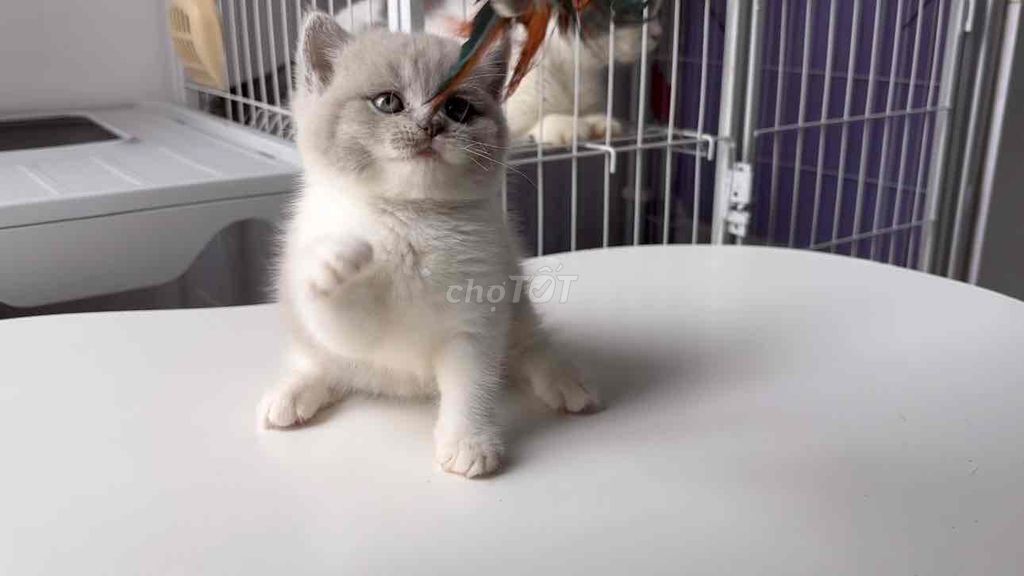 Cái Bililac xinh iu. Mua bán Mèo tại Quận 8 Tp Hồ Chí Minh được đăng bởi Zoey hình 1