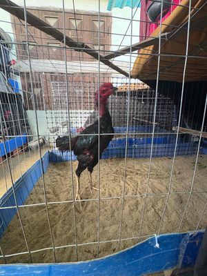 Gà trống màu Đen, Đỏ. Mua bán Gà tại Quận Ngũ Hành Sơn Đà Nẵng được đăng bởi Trần Lục