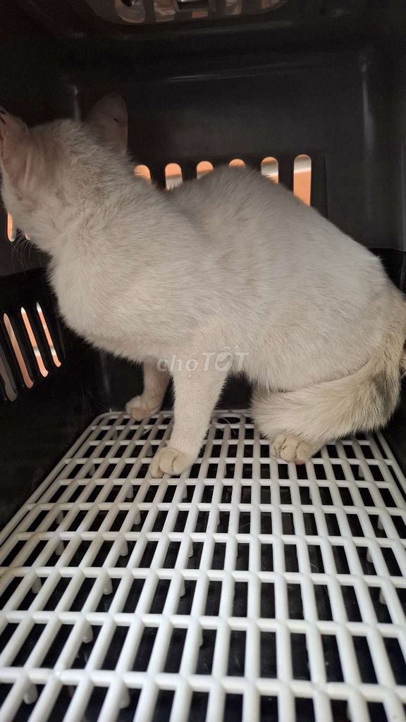 Mèo nga cái 4 tháng mắt xanh. Mua bán Mèo tại Quận Hoàng Mai Hà Nội được đăng bởi Thu Sẽ Gầy hình 1