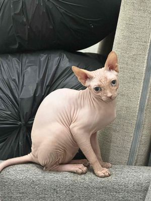 cần tìm nhà mới cho bé mèo không lông. Mua bán Mèo tại Thị xã Bến Cát Bình Dương được đăng bởi sinh nguyễn