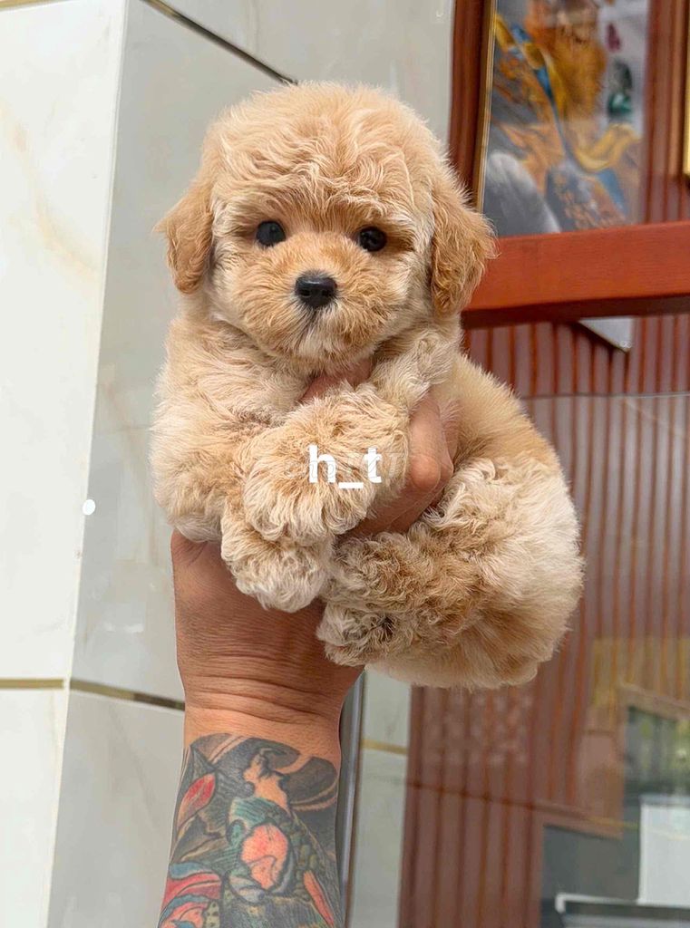 Chó Poodle Mini. Mua bán Chó tại Quận Bình Tân Tp Hồ Chí Minh được đăng bởi huỳnh thật  hình 1