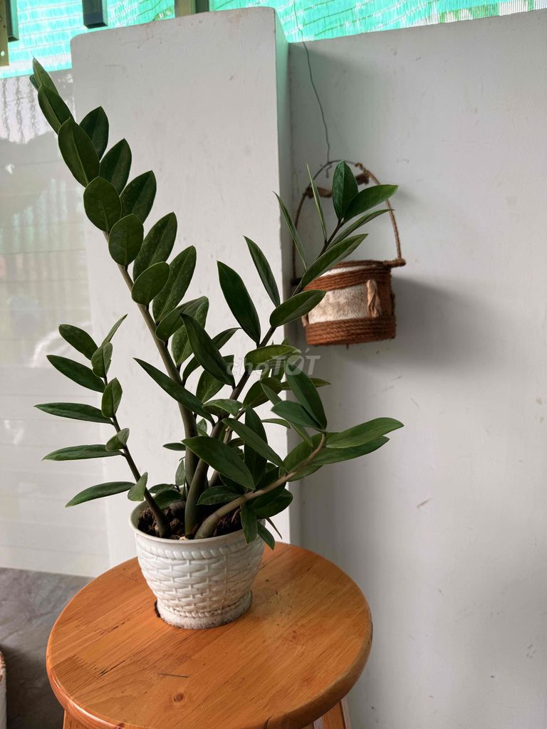 cây kim tiền đặt bàn làm việc. Mua bán Cây cảnh, đồ trang trí tại Thành phố Thủ Đức Tp Hồ Chí Minh được đăng bởi my my hình 5