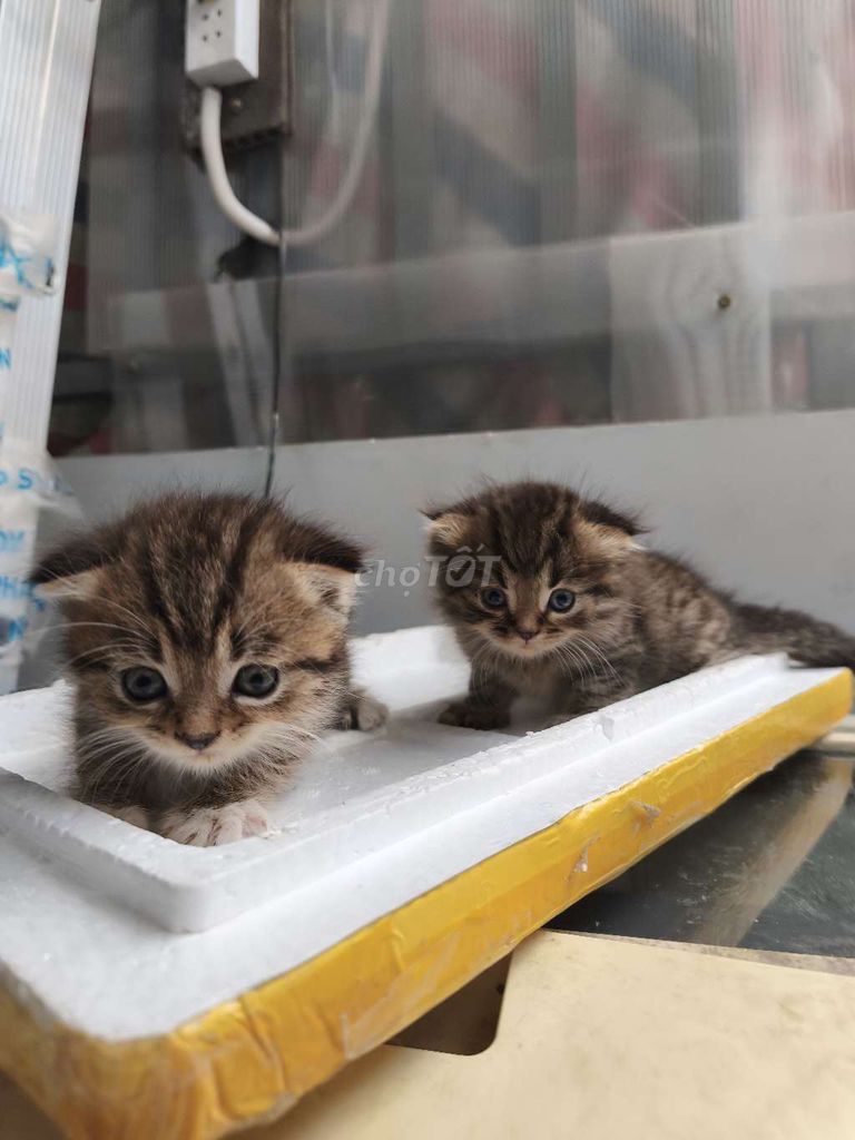 Mèo ALD tai cụp đực. Mua bán Mèo tại Quận 8 Tp Hồ Chí Minh được đăng bởi Như hình 1