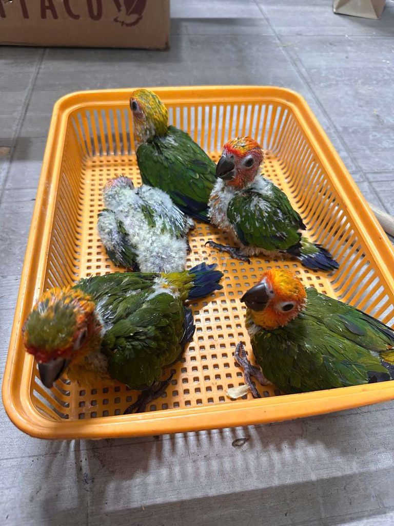 Vẹt cảnh Vàng Khỏe mạnh. Mua bán Chim tại Quận Cầu Giấy Hà Nội được đăng bởi Shop chim vẹt  hình 1