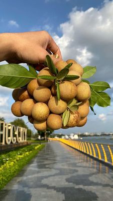 Nhãn xuồng cơm vàng chính hiệu.. Mua bán Đồ ăn, thực phẩm và các loại khác tại Quận Tân Phú Tp Hồ Chí Minh được đăng bởi Kha Phước Nguyên hình 1
