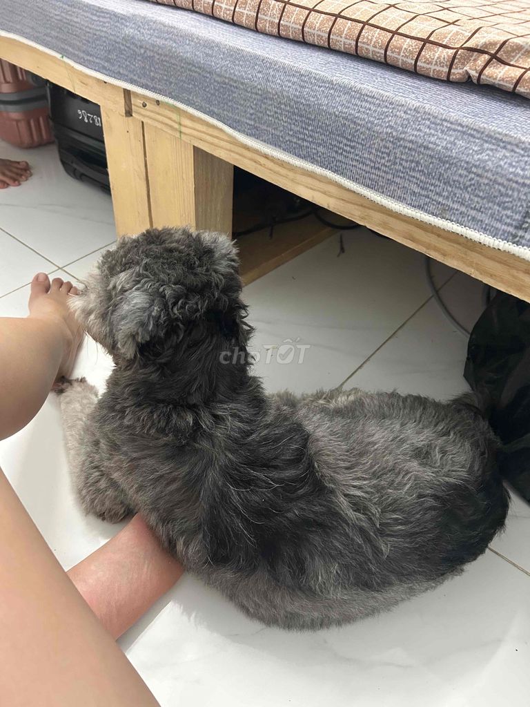 poodle lông xám 8 tháng. Mua bán Chó tại Huyện Nhơn Trạch Đồng Nai được đăng bởi Gia An hình 1