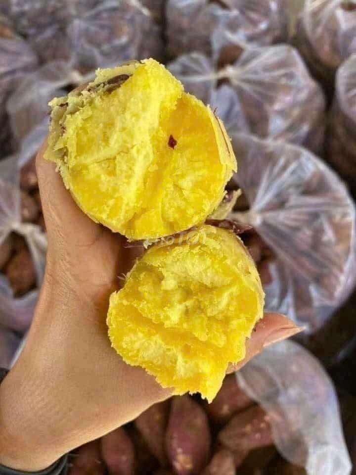 Khoai lang mật Việt Nam Vàng Ngọt thanh. Mua bán Đồ ăn, thực phẩm và các loại khác tại Quận Cẩm Lệ Đà Nẵng được đăng bởi Bao Minh hình 1