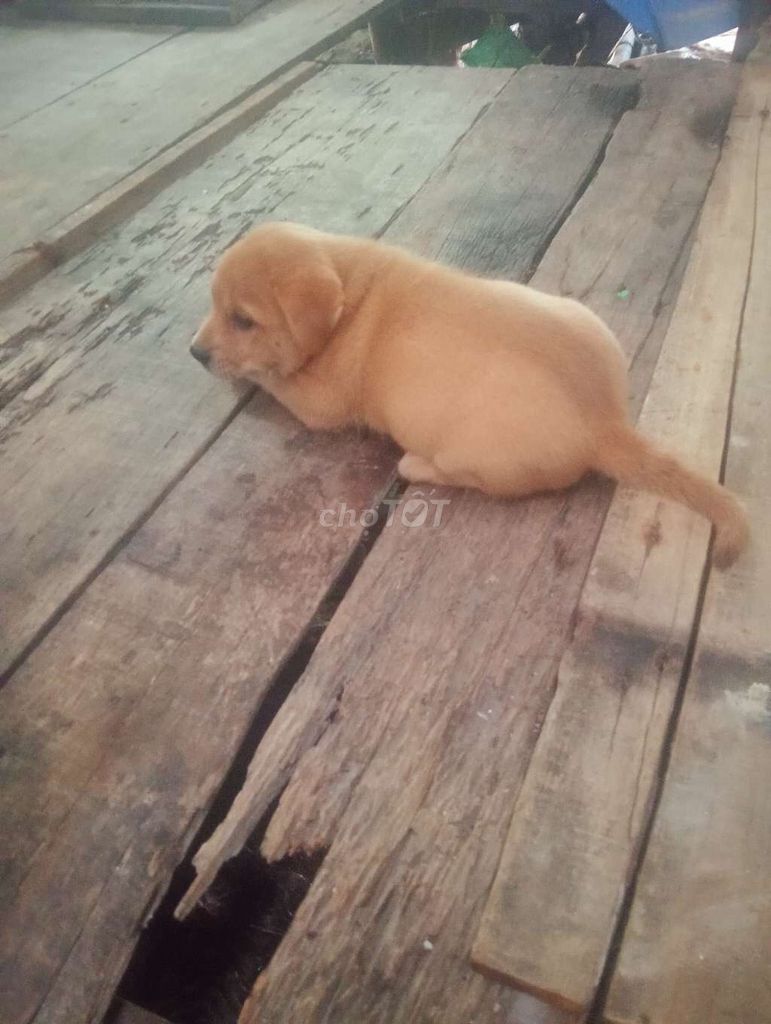 Cho cỏ giống lớn còn biết ăn ranh