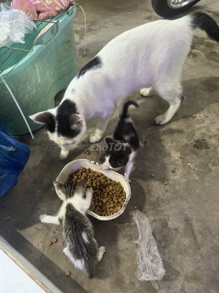 Mèo con đã biết ăn hạt. Mua bán Mèo tại Quận Bình Thuỷ Cần Thơ được đăng bởi ngo verygood hình 1