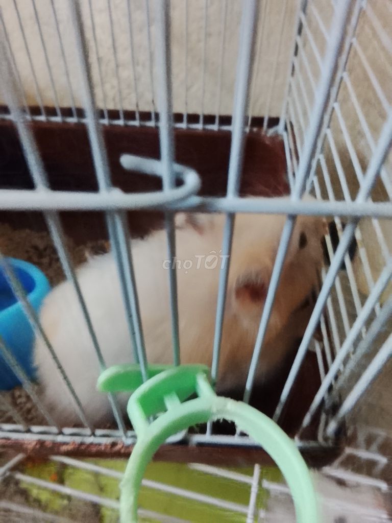 Chuột Hamster Bear lai đực 7 tháng trắng. Mua bán Thú cưng khác tại Huyện Long Thành Đồng Nai được đăng bởi Ngân Huệ hình 1