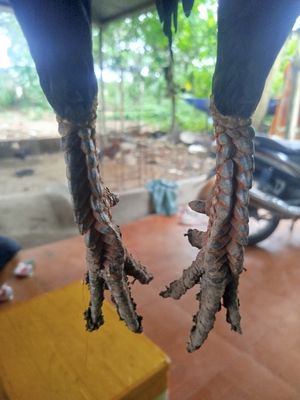 Vãy rồng 9 tháng. Mua bán Gà tại Thành phố Thủ Dầu Một Bình Dương được đăng bởi Tan Huynh