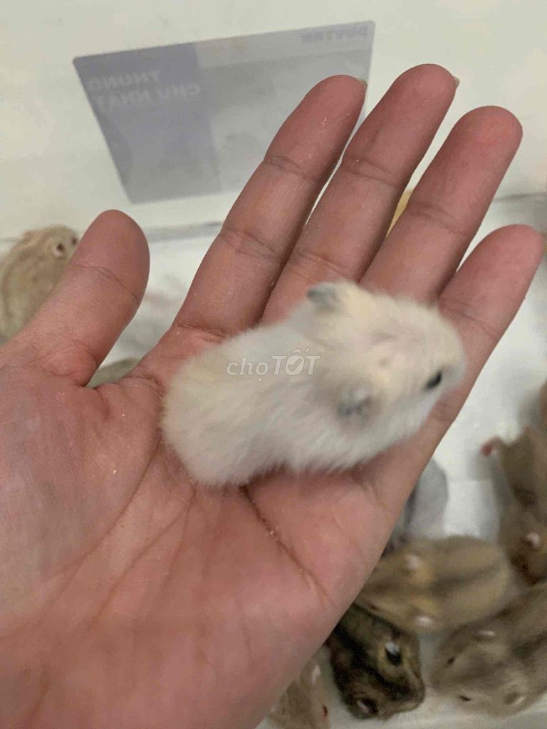 Cần bán chuột hamster baby