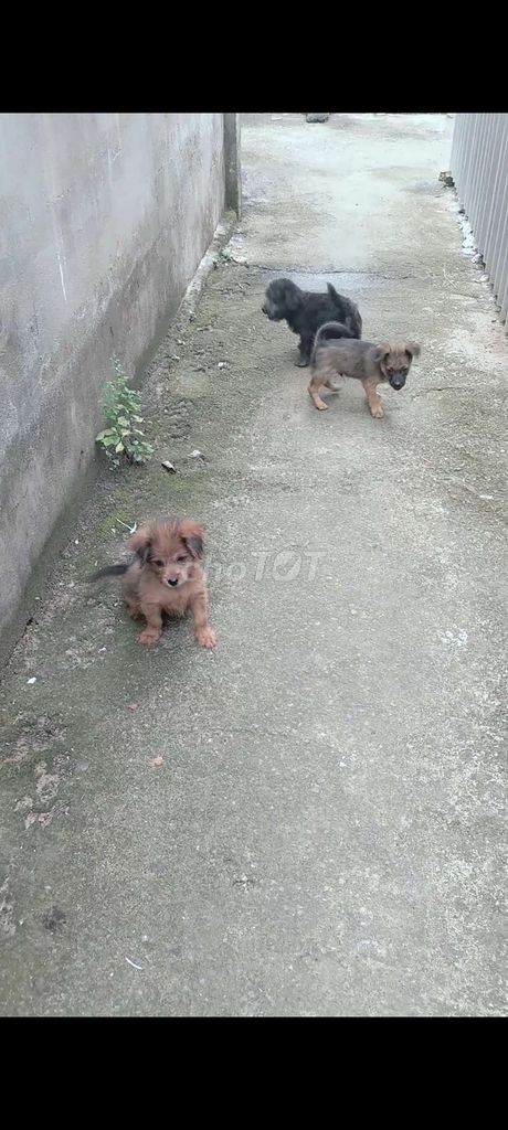 Chó Nhật lai cái đen 2 tháng. Mua bán Chó tại Quận Bình Thuỷ Cần Thơ được đăng bởi Huyền hình 1