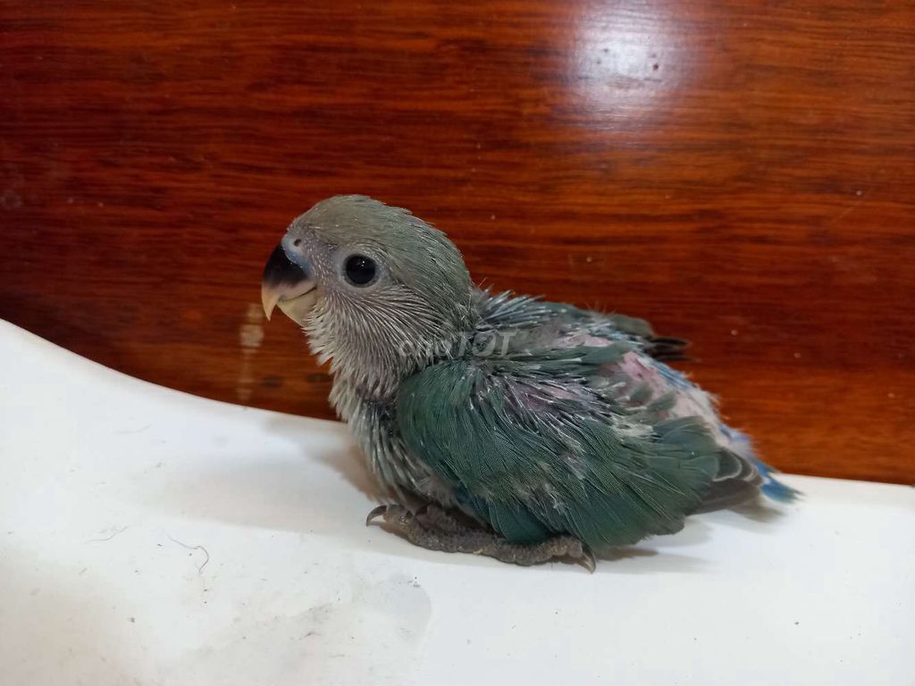 Vẹt Lovebird Xanh Vàng. Mua bán Chim tại Thị xã Gò Công Tiền Giang được đăng bởi Thanh hình 1