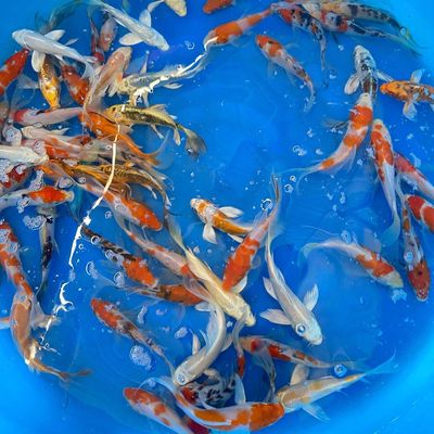 Cá koi cảnh chép đẹp bmt. Mua bán Thú cưng khác tại Thành phố Buôn Ma Thuột Đắk Lắk được đăng bởi Cá Cảnh Bá Phong BMT
