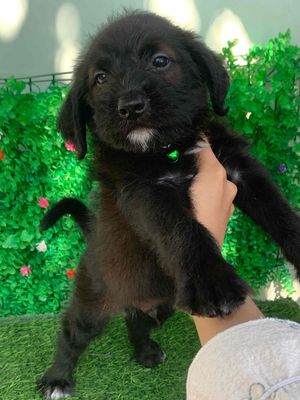 NHẬT + POODLE MẬP Ú SIÊU CƯNG