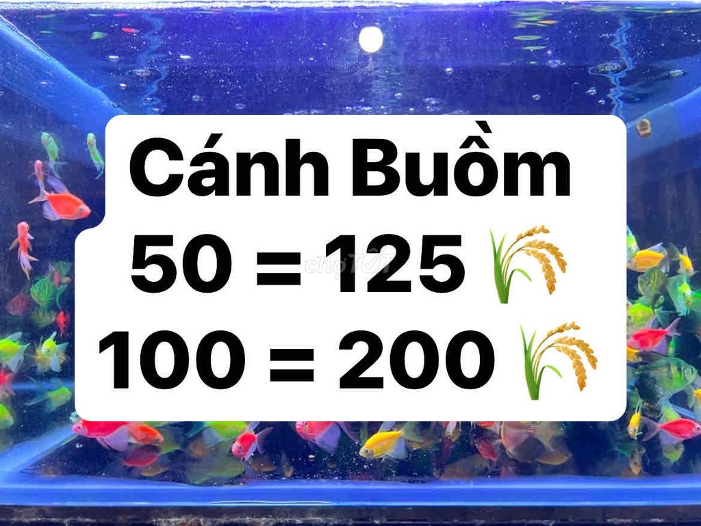 Cá Cánh Buồm Giá Rẻ