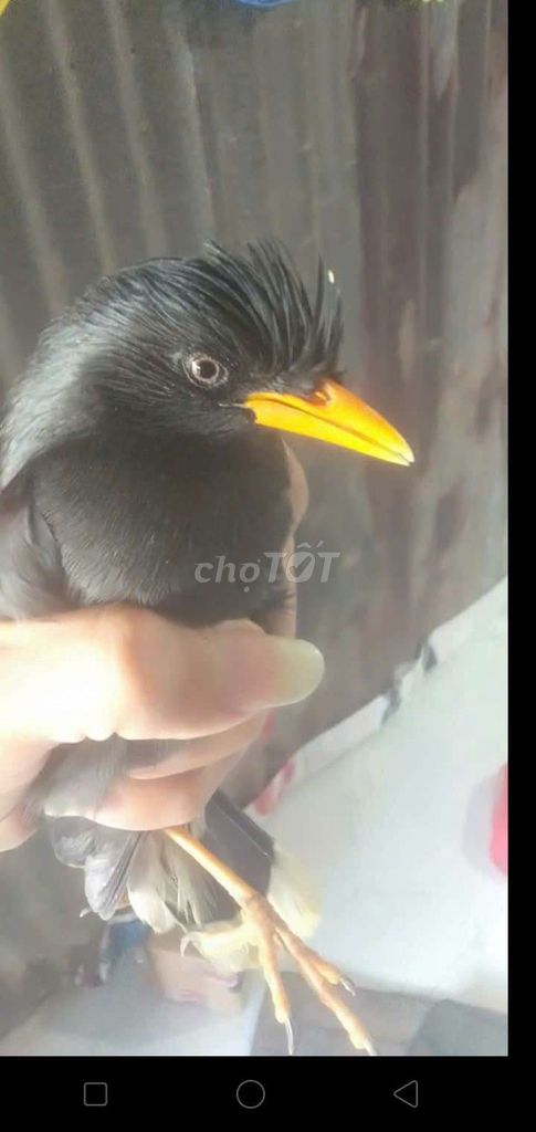 Chim Sáo trâu. Mua bán Chim tại Thành phố Sóc Trăng Sóc Trăng được đăng bởi nhóc nhỏ hình 1