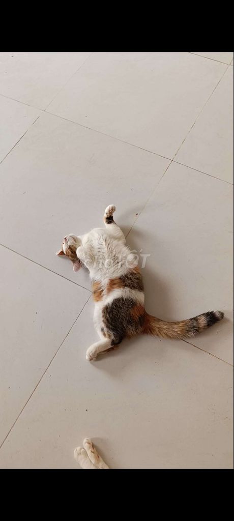MÈO ALN TAM THỂ THUẦN CHỦNG. Mua bán Mèo tại Quận Tân Bình Tp Hồ Chí Minh được đăng bởi Mèo ALN thuần chủng  hình 4