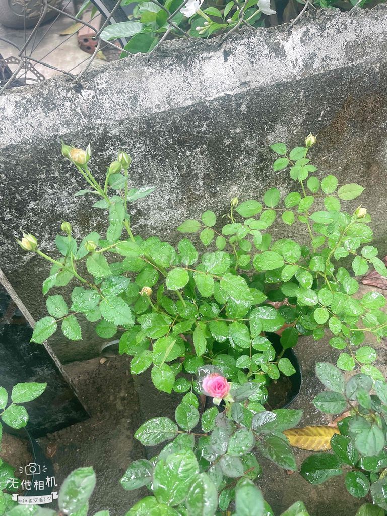 Hoa hồng nhiều màu hồng leo, hồng bụi. Mua bán Cây cảnh, đồ trang trí tại Quận Liên Chiểu Đà Nẵng được đăng bởi MingMing hình 1
