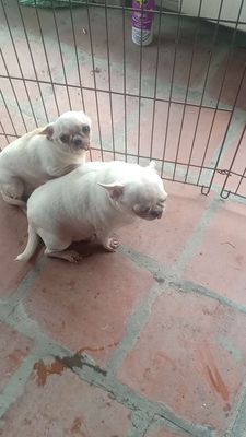 2 bé Chihuahua heo lùn tìm chủ