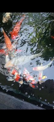 Don hồ không chơi nữa cần bán cá coi to gần 2kg to. Mua bán Thú cưng khác tại Quận Tân Phú Tp Hồ Chí Minh được đăng bởi Hội
