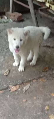 Chó B3S xù đực trắng tinh 56 ngày tuổi. Mua bán Chó tại Huyện Mê Linh Hà Nội được đăng bởi tuân