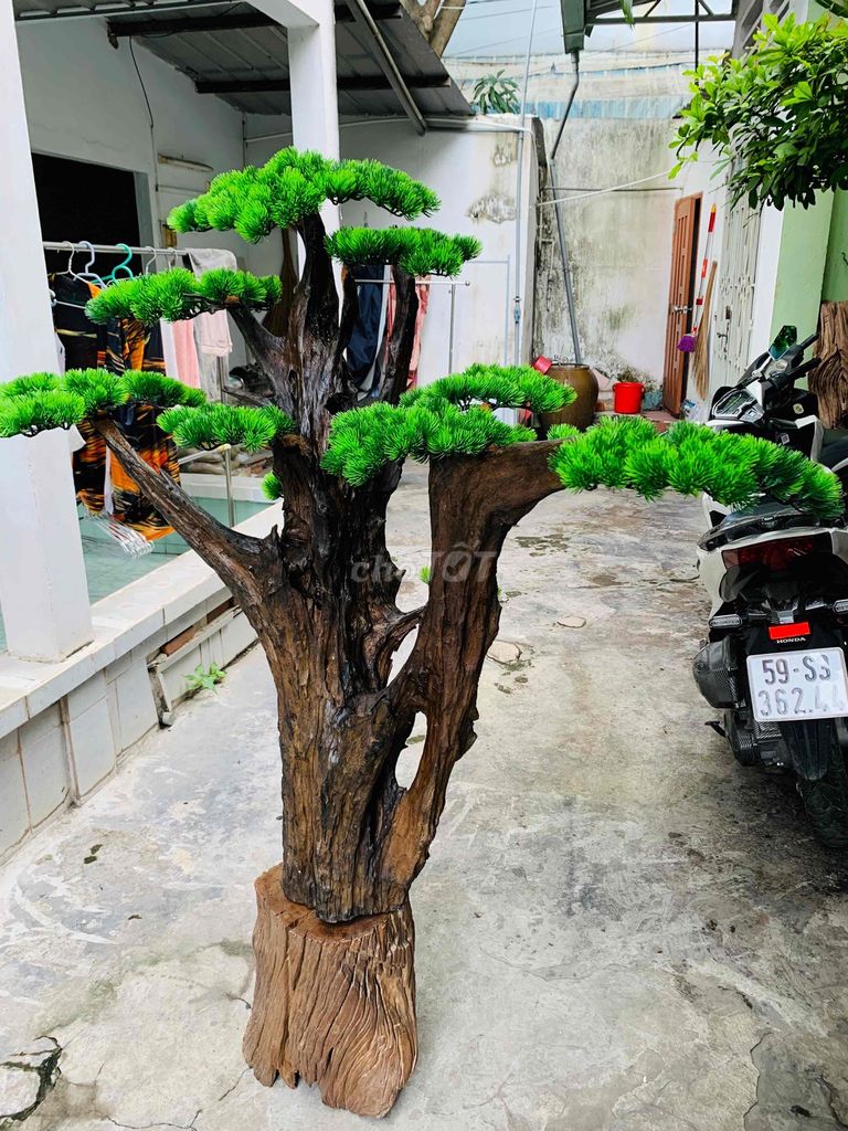 Cây cảnh Gỗ lũa lá tùng giả làm avi , decor nhà. Mua bán Cây cảnh, đồ trang trí tại Quận Bình Thạnh Tp Hồ Chí Minh được đăng bởi LED MOTO hình 1