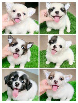 chó corgi x fox nhật mập lùn , 60 ngày tuổi .