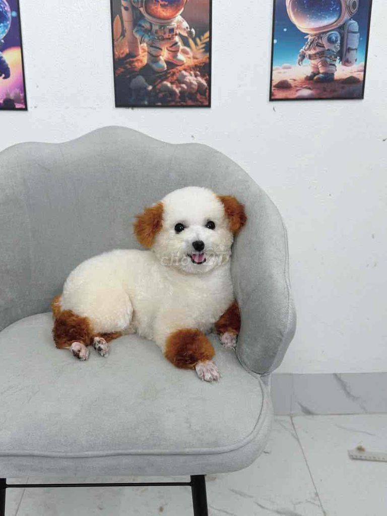 Chó Poodle trắng nâu đã tiêm. Mua bán Chó tại Quận Bình Thuỷ Cần Thơ được đăng bởi bm hình 1