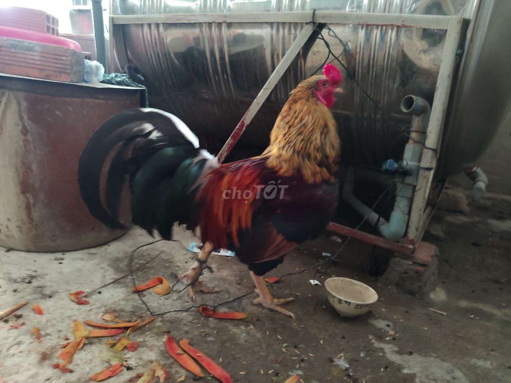 Gà Đỏ Đen Vàng 1.5 kg. Mua bán Gà tại Huyện Cầu Kè Trà Vinh được đăng bởi anh khoa hình 1