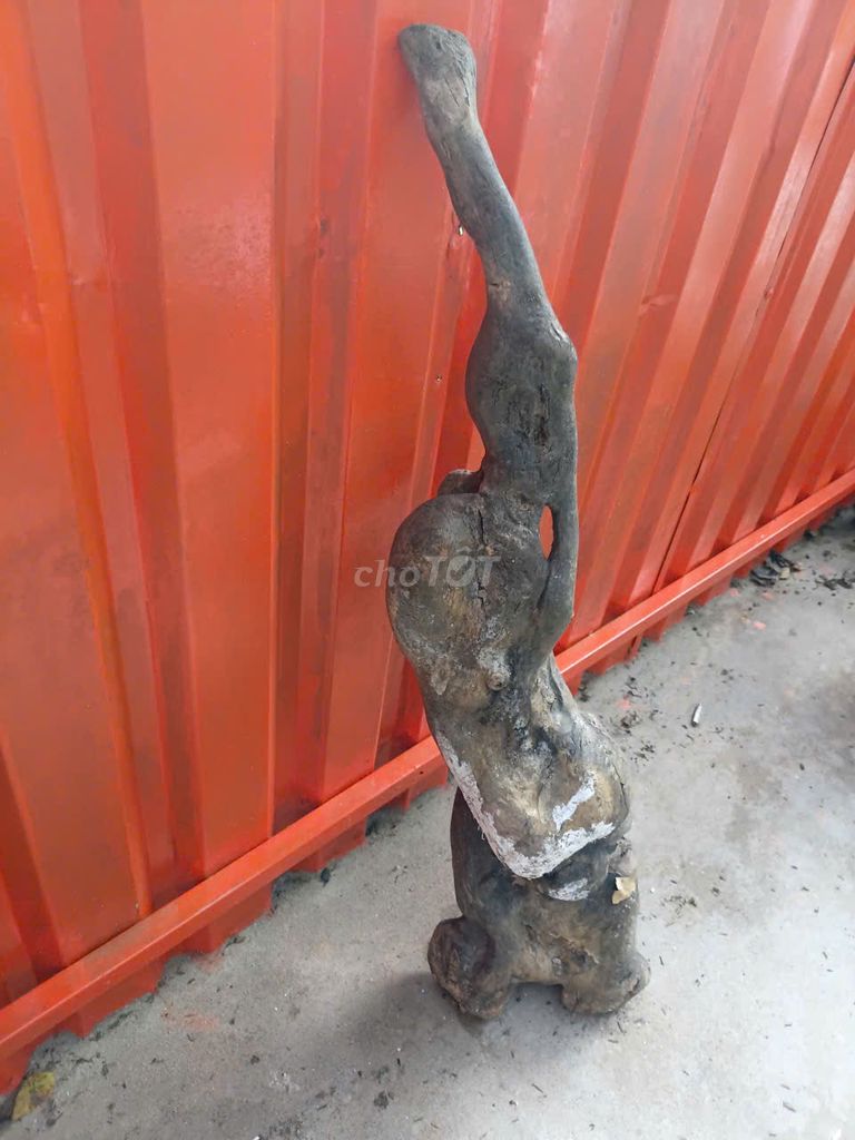 Gỗ lũa trang trí hồ cá. Mua bán Cây cảnh, đồ trang trí tại Thành phố Sa Đéc Đồng Tháp được đăng bởi Cô 6 Hậu hình 1