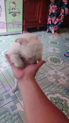 Bận Cviec nên để lại bé cún. Mua bán Chó tại Quận Lê Chân Hải Phòng được đăng bởi ngoc khue