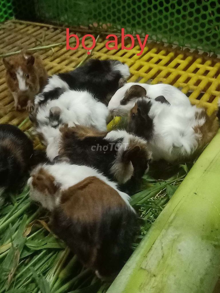 trại bọ bình chánh. Mua bán Thú cưng khác tại Huyện Bình Chánh Tp Hồ Chí Minh được đăng bởi Như hình 1