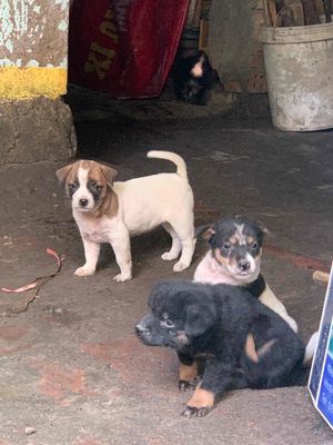 chó cỏ tinh khôn đã biết ăn. Mua bán Chó tại Quận Cẩm Lệ Đà Nẵng được đăng bởi Huỳnh Phúc