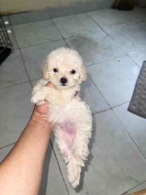 poodle trắng kem thuần chủng