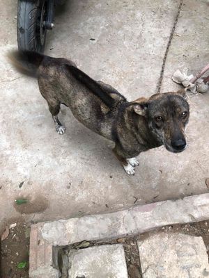 Chó con màu Nâu Đen vằn